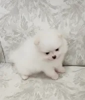 Pompon, a female Pomeranian for sale in Hollywood, FL – 1 of 10
