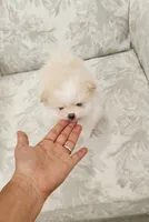 Cookie, a female Pomeranian for sale in Hollywood, FL – 3 of 10