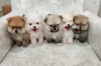 Pompon, a female Pomeranian for sale in Hollywood, FL – 7 of 10