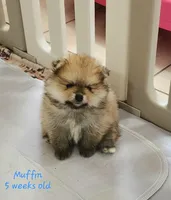 Muffin, a male Pomeranian for sale in Hollywood, FL – 3 of 10