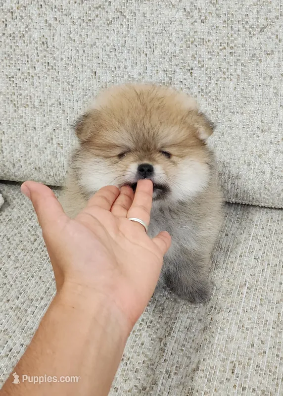 Muffin – Pomeranian puppy for sale in Hollywood, FL