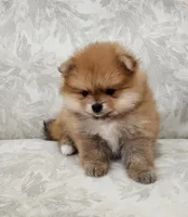 Chilli, a female Pomeranian for sale in Hollywood, FL – 5 of 9