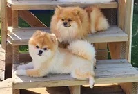 Pompon, a female Pomeranian for sale in Hollywood, FL – 8 of 10