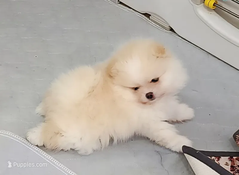 Cookie – Pomeranian puppy for sale in Hollywood, FL