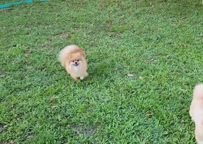 Muffin, a male Pomeranian for sale in Hollywood, FL – 4 of 10