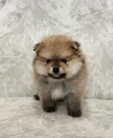 Muffin, a male Pomeranian for sale in Hollywood, FL – 5 of 10