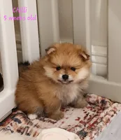 Chilli, a female Pomeranian for sale in Hollywood, FL – 3 of 9
