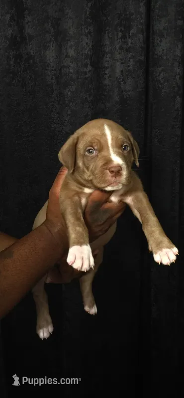 Angus – American Bully puppy for sale in Walterboro, SC