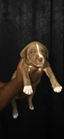 Angus, a male American Bully for sale in Walterboro, SC – 1 of 3