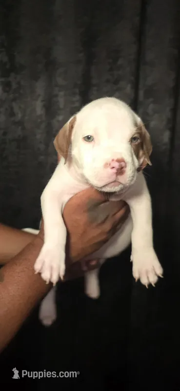 Enzo – American Bully puppy for sale in Walterboro, SC