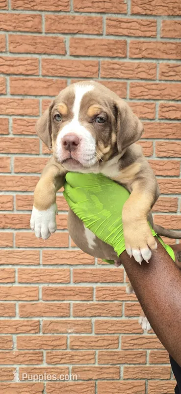 Marcellus – American Bully puppy for sale in Walterboro, SC