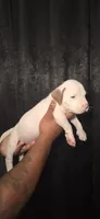 Enzo, a male American Bully for sale in Walterboro, SC – 4 of 4