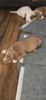 Angus, a male American Bully for sale in Walterboro, SC – 2 of 3