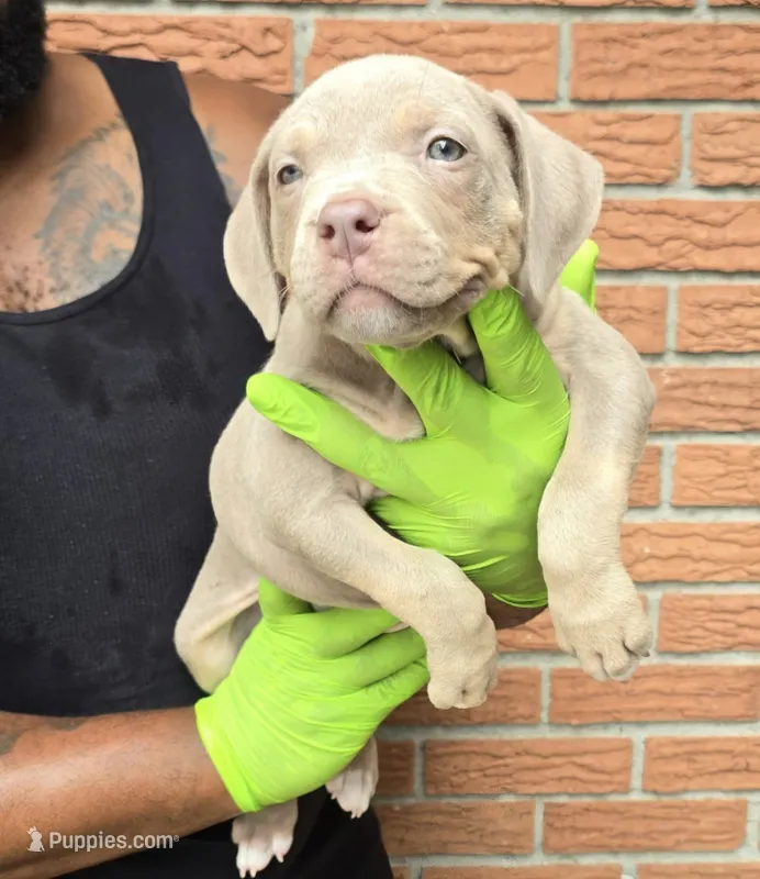 Rena – American Bully puppy for sale in Walterboro, SC