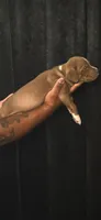 Angus, a male American Bully for sale in Walterboro, SC – 3 of 3