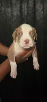 Jughead, a male American Bully for sale in Walterboro, SC – 1 of 3