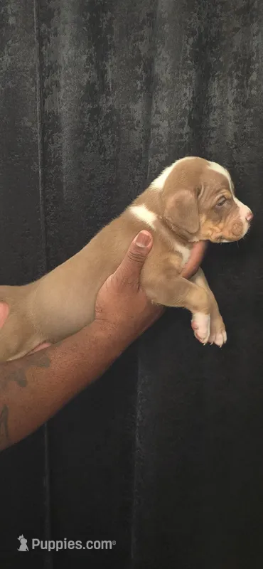 Marcellus – American Bully puppy for sale in Walterboro, SC