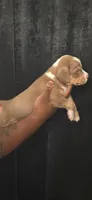 Marcellus, a male American Bully for sale in Walterboro, SC – 1 of 2