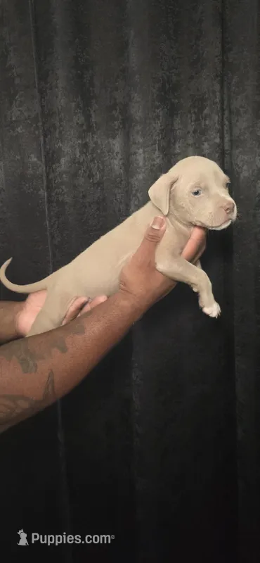 Pandora – American Bully puppy for sale in Walterboro, SC