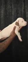 Enzo, a male American Bully for sale in Walterboro, SC – 2 of 4