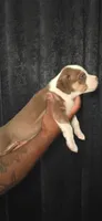 Jughead, a male American Bully for sale in Walterboro, SC – 3 of 3