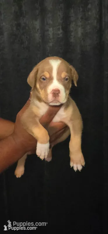Marcellus – American Bully puppy for sale in Walterboro, SC
