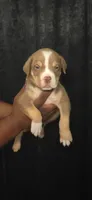 Marcellus, a male American Bully for sale in Walterboro, SC – 2 of 2