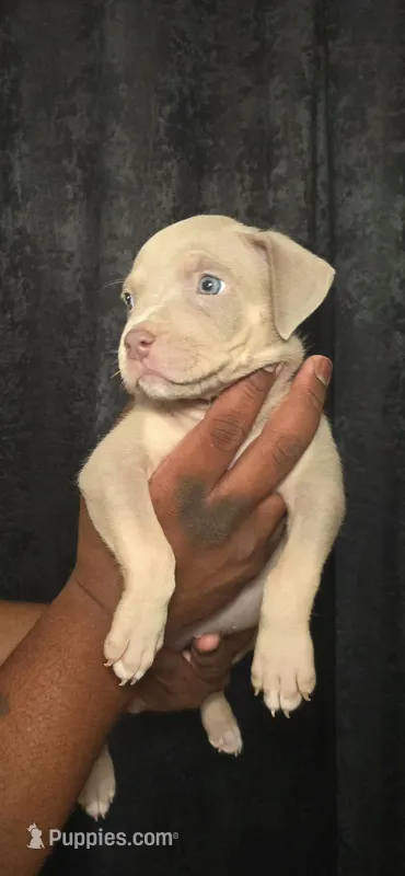 Rena – American Bully puppy for sale in Walterboro, SC