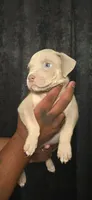 Rena, a female American Bully for sale in Walterboro, SC – 1 of 2