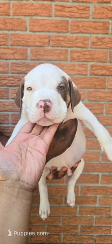 Enzo – American Bully puppy for sale in Walterboro, SC