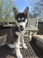 Stella, a female Siberian Husky for sale in St. Louis, MO – Photo 1 of 5