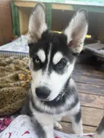 Stella, a female Siberian Husky for sale in St. Louis, MO – Photo 3 of 5