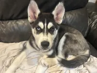 Stella, a female Siberian Husky for sale in St. Louis, MO – Photo 5 of 8