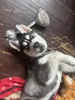 Stella, a female Siberian Husky for sale in St. Louis, MO – Photo 6 of 8