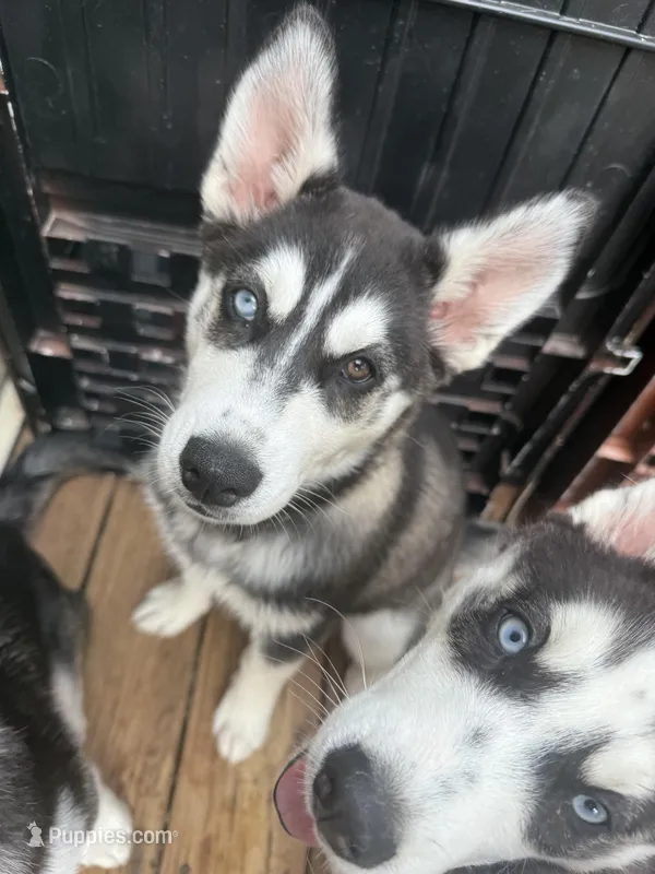 Stella – Siberian Husky puppy for sale in St. Louis, MO