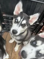 Stella, a female Siberian Husky for sale in St. Louis, MO – Photo 2 of 8