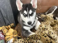 Stella, a female Siberian Husky for sale in St. Louis, MO – Photo 2 of 5