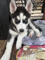 Maya, a female Siberian Husky for sale in St. Louis, MO – Photo 2 of 4