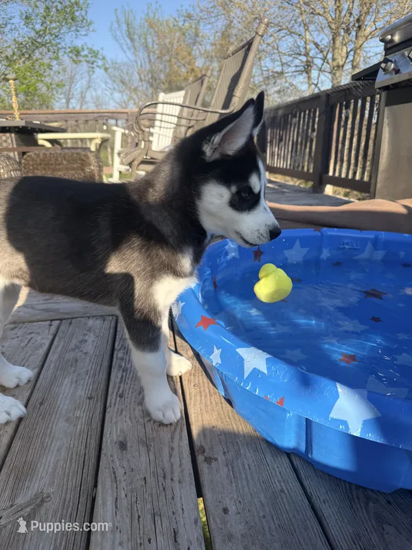 Maya – Siberian Husky puppy for sale in St. Louis, MO