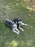 Maya, a female Siberian Husky for sale in St. Louis, MO – Photo 4 of 4