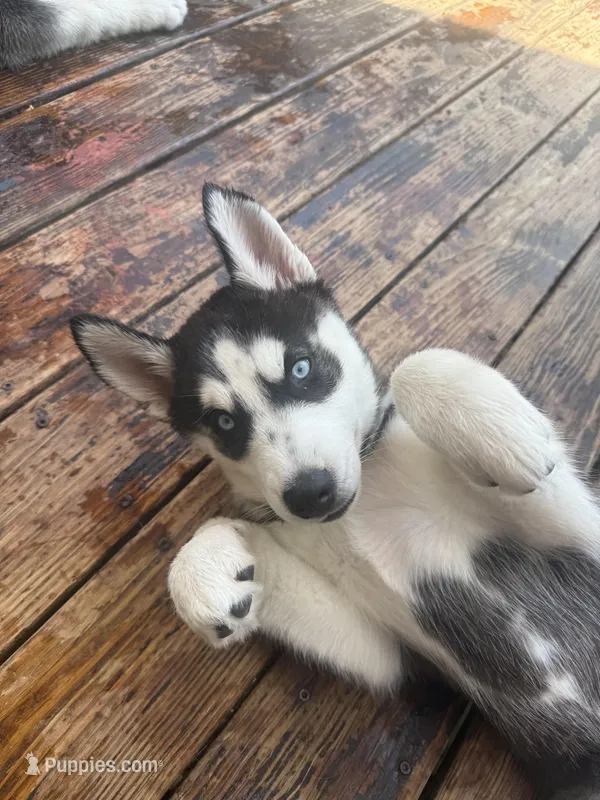 Maya – Siberian Husky puppy for sale in St. Louis, MO