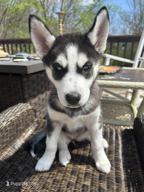Maya – Siberian Husky puppy for sale in St. Louis, MO