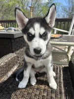 Maya, a female Siberian Husky for sale in St. Louis, MO – Photo 1 of 4