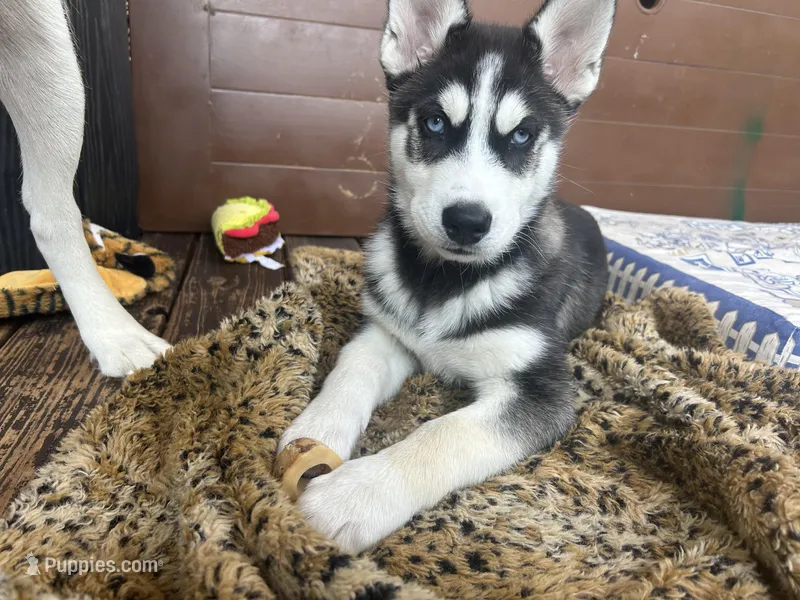 Zoey – Siberian Husky puppy for sale in St. Louis, MO