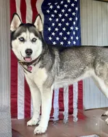 Zoey, a female Siberian Husky for sale in St. Louis, MO – Photo 3 of 4