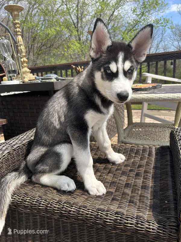 Zoey – Siberian Husky puppy for sale in St. Louis, MO