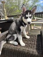 Zoey, a female Siberian Husky for sale in St. Louis, MO – Photo 1 of 4