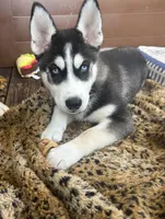 Zoey, a female Siberian Husky for sale in St. Louis, MO – Photo 2 of 4