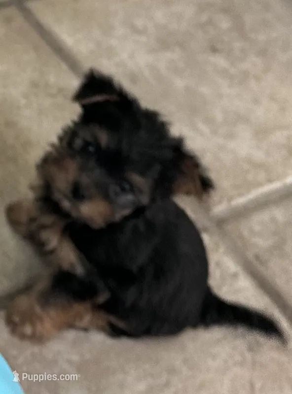 NILO – Yorkshire Terrier puppy for sale in Stockton, CA