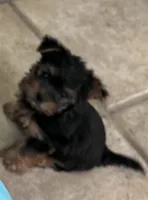 NILO, a male Yorkshire Terrier for sale in Stockton, CA – 1 of 2